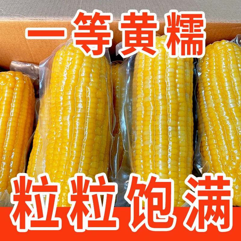 【串思语2024头茬玉米】东北粘玉米真空包装黑龙江新鲜黄糯玉米