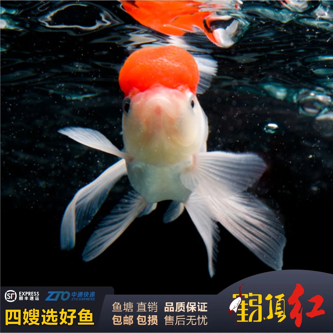 顶红鸿运当头金鱼冷水鱼淡水鱼金鱼
