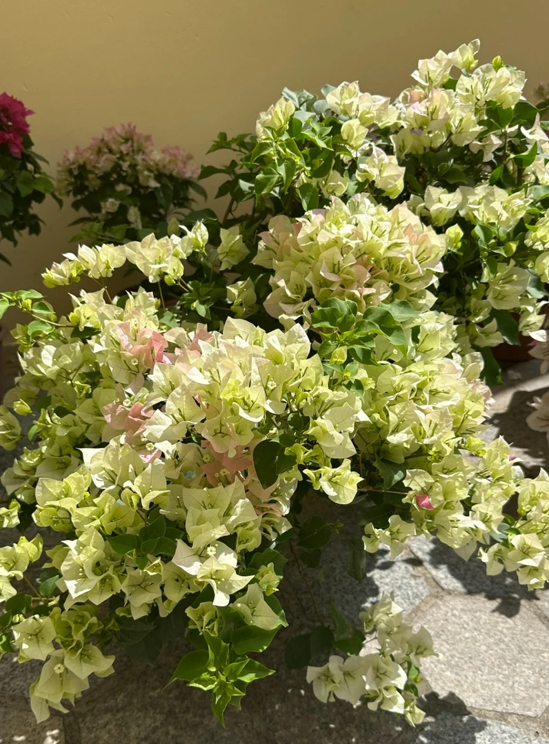 严选绿樱原生老桩三角梅盆栽植物带花苞庭院室内绿植