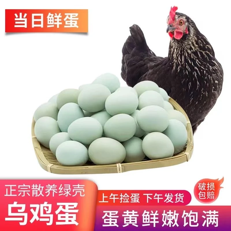 【贺支书与小唐】推荐正宗四川绿壳乌鸡蛋林下散养五谷新鲜土鸡蛋