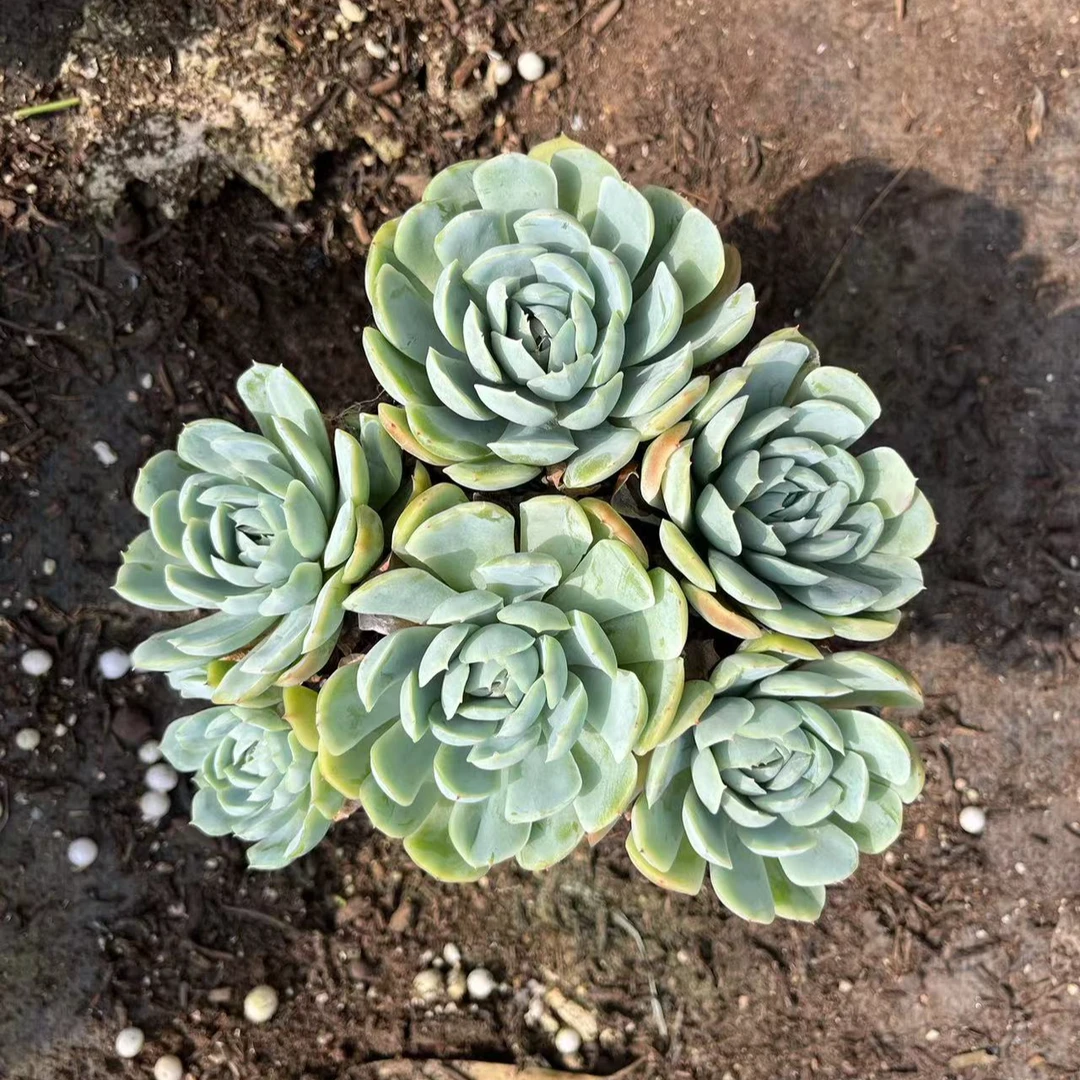 香水贝瑞微瑕不售后带盆带土 15包邮 多肉植物 新手皮实好养好活
