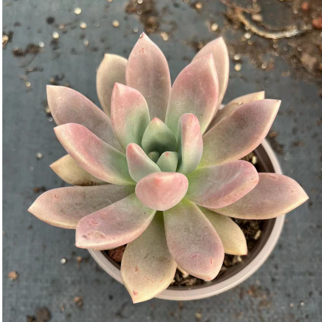 单头桃花源 15包邮 多肉植物 新手皮实好养好活