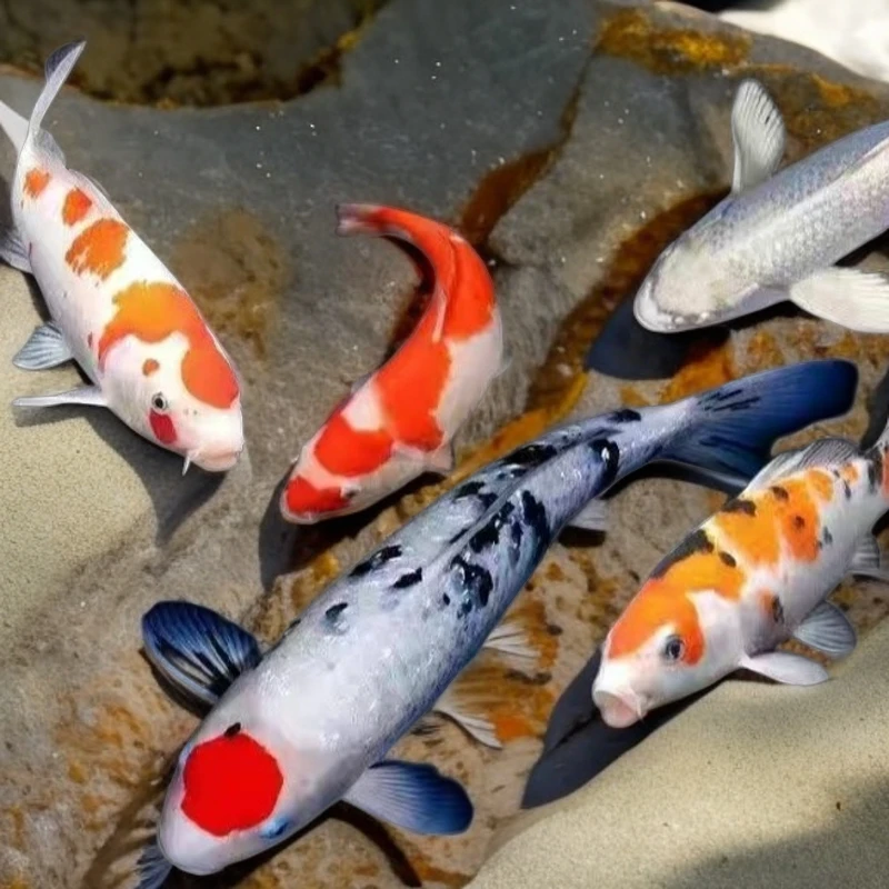 观赏鱼活鱼宠物红白锦鲤蝴蝶鲤室外好养耐活渔场直发包邮包开箱活