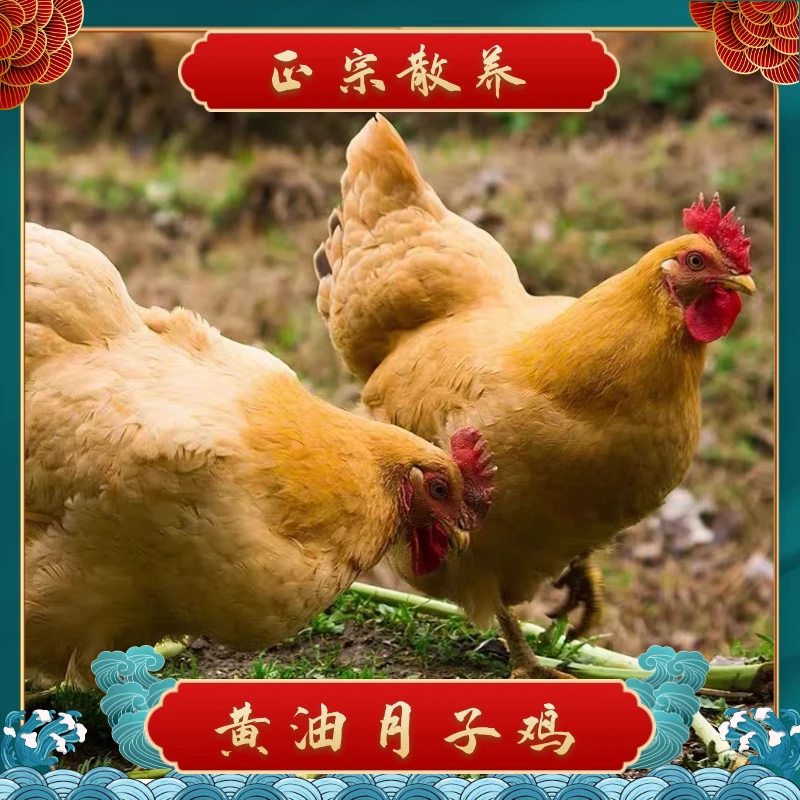 【小杨妹】发3只 3年月子鸡 黄油老母鸡带内脏净重7.5左右 五谷喂养