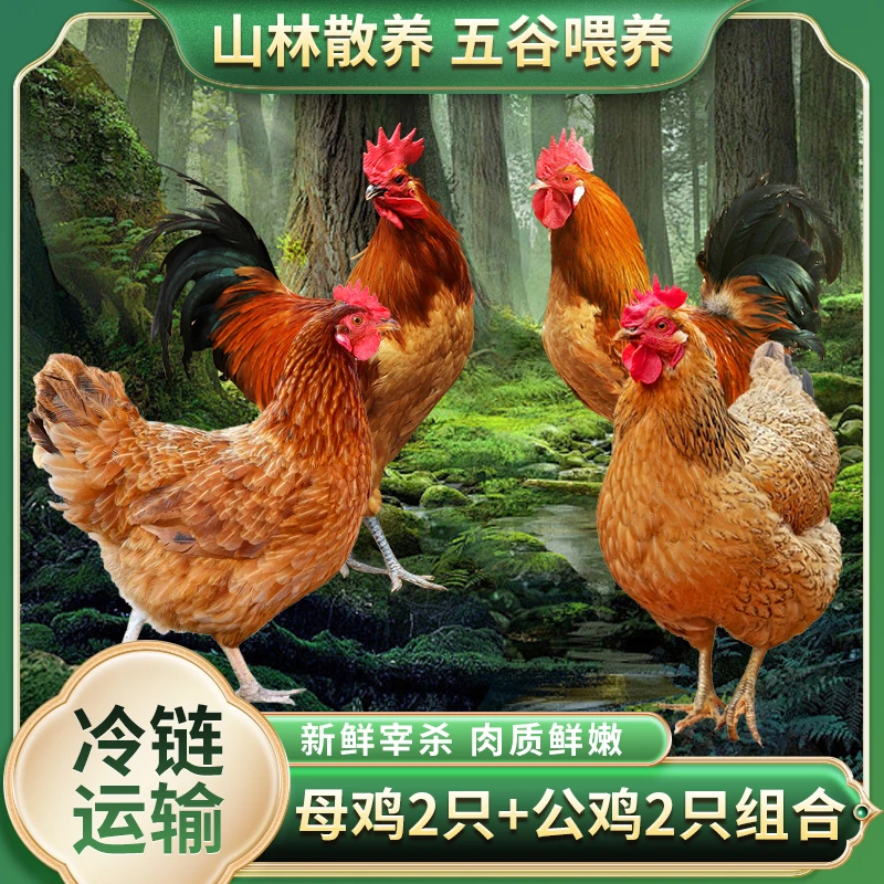 【小杨妹】两只2斤老母鸡+2只150天2斤公鸡  四只净重8斤以上