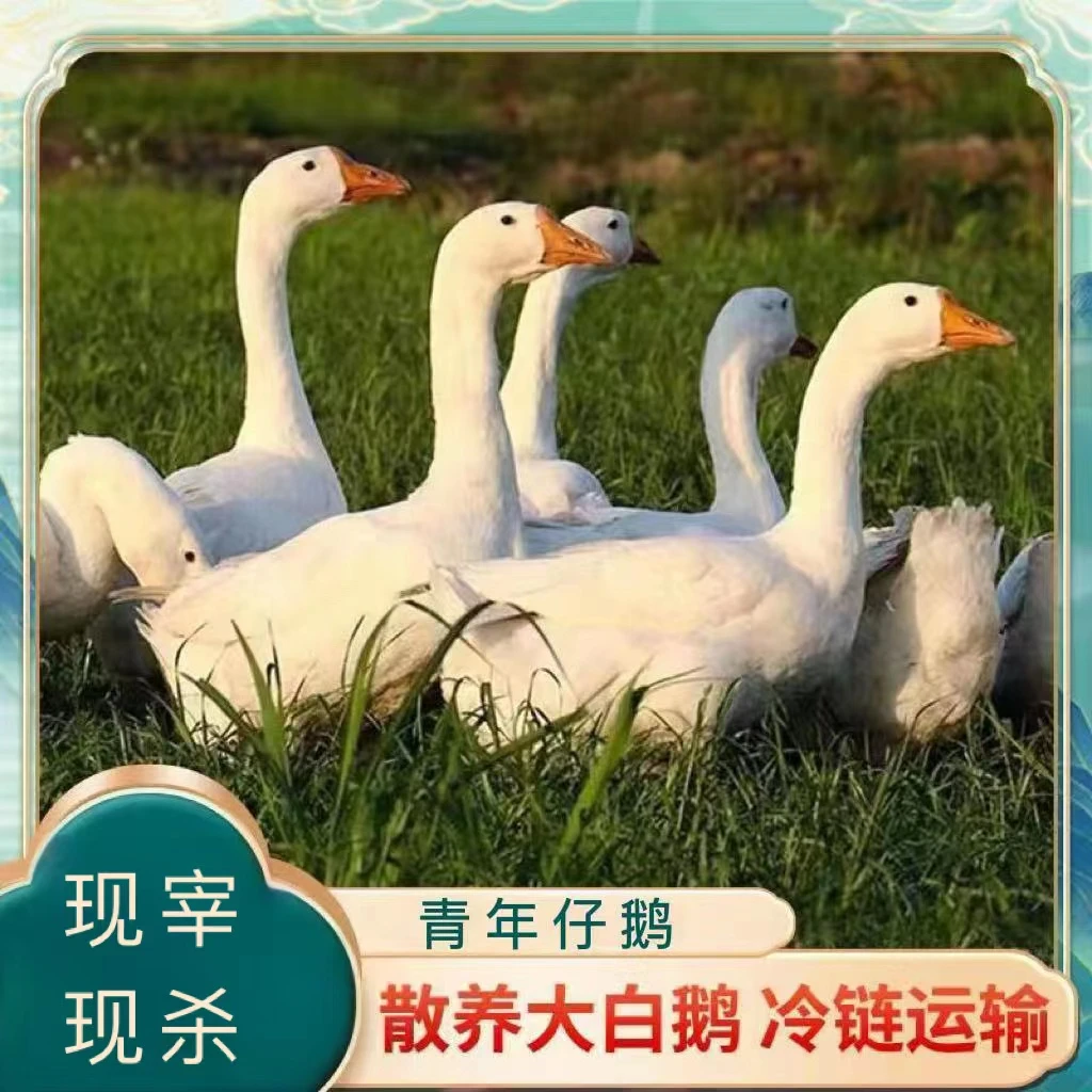 一只大鹅