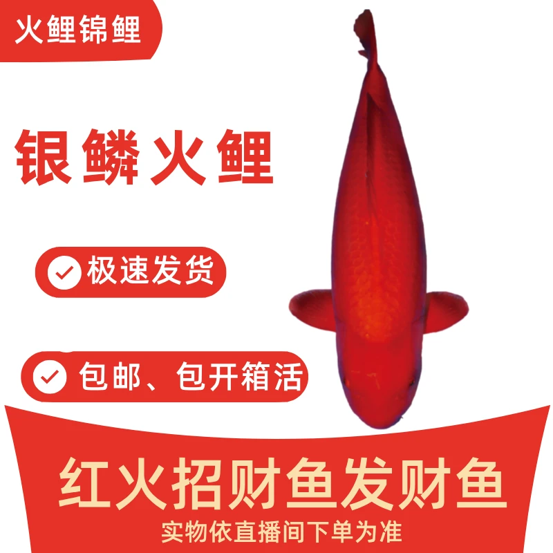 尾形银鳞火鲤发财鱼招财鱼