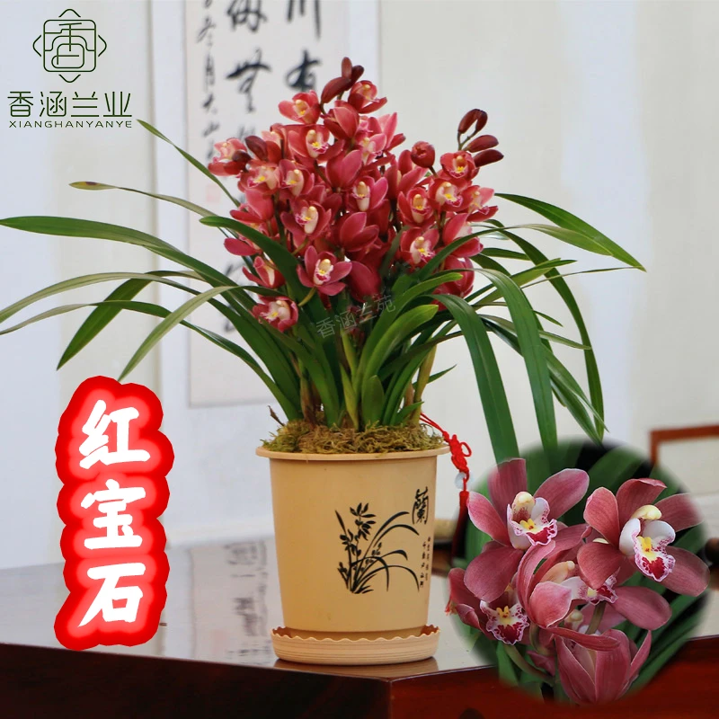 【年宵花】大花蕙兰-红宝石浓香型花卉绿植盆栽活兰花阳台室内