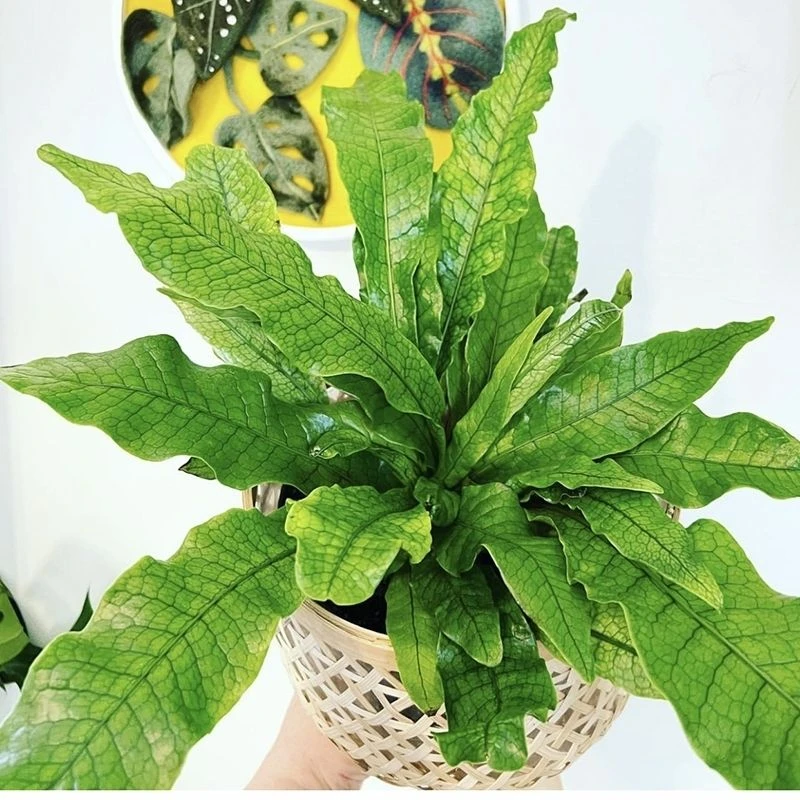 小众蕨类植物鳄鱼蕨鸟巢蕨室内净化空气植物盆栽高级感氛围蛇皮蕨