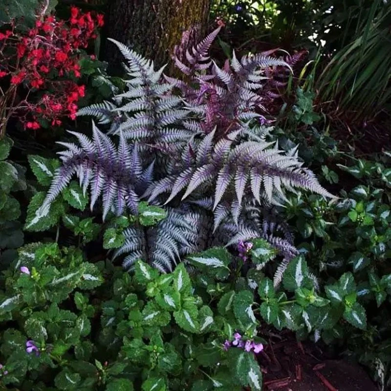 紫色画蕨 幽灵厥盆栽ins网红阳台花园室内阴生宿根植物日本蹄盖蕨