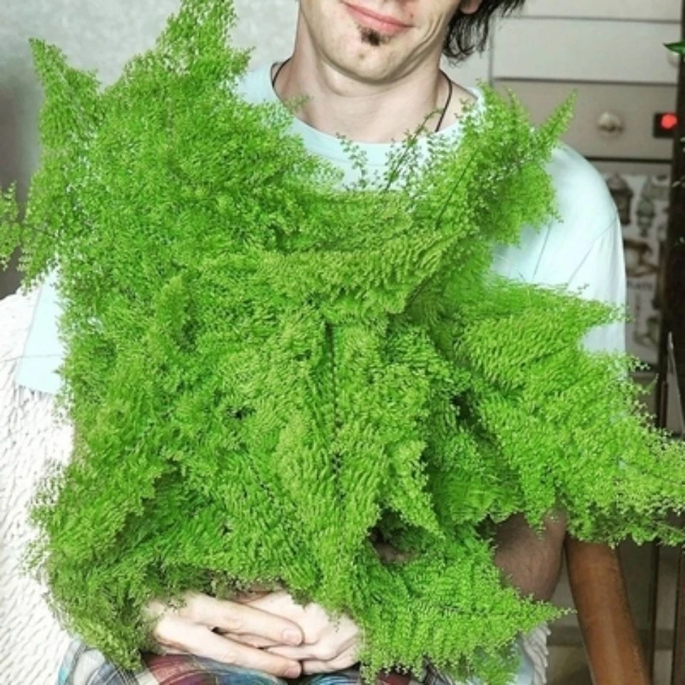 棉花糖蕨蕾丝蕨盆栽玛丽莎蕨类网红植物室内外客厅绿植北欧ins风