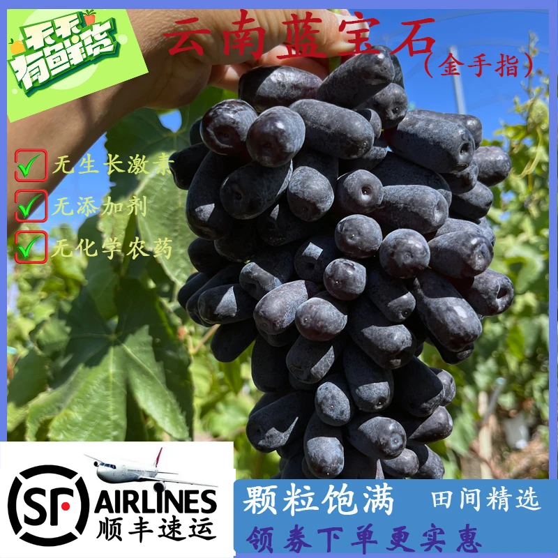 【顺丰包邮】2025新鲜云南蓝宝石葡萄 1斤/2斤/3斤/4斤