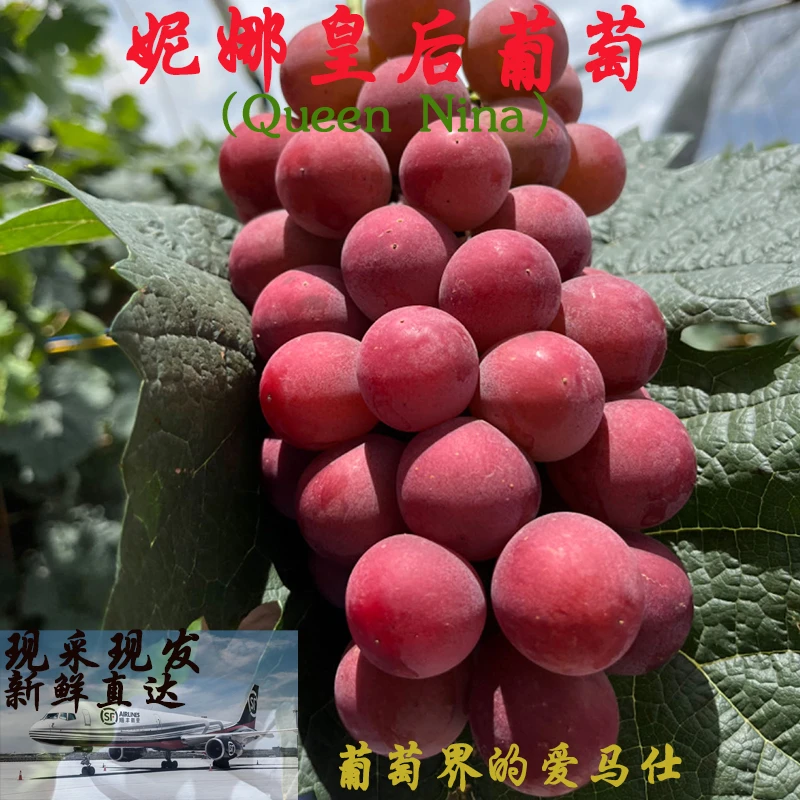 2025云南大理妮娜皇后葡萄 3斤/4斤彩箱装 新鲜水果产地现摘直发