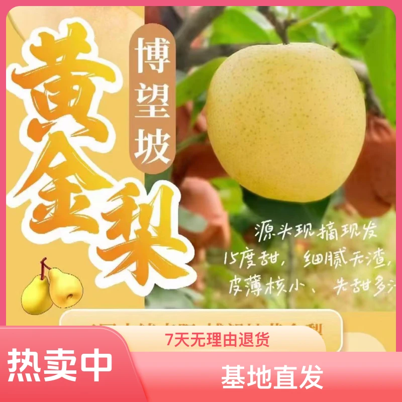 南阳方城博望坡黄金梨（基地直发）中秋送礼佳品皮薄香脆多汁细腻