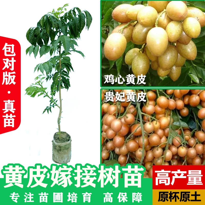 黄皮苗无核大鸡心贵妃黄皮嫁接树苗广西香蜜黑皮黄皮果苗盆栽地栽