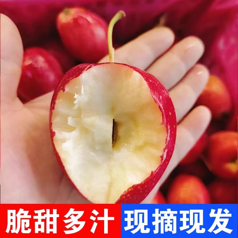 【秋季尝鲜】东北北黑土地锦绣海棠果鸡心果脆甜多汁当季采摘糖心
