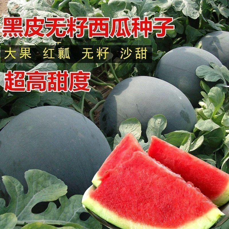 超甜无籽西瓜种子黑皮高产薄皮红心春夏特大西瓜种籽蔬菜水果种孑