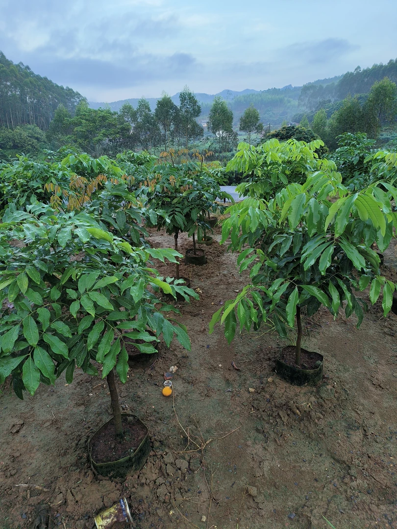 直播间 一物一拍 绿植园艺 京东包邮