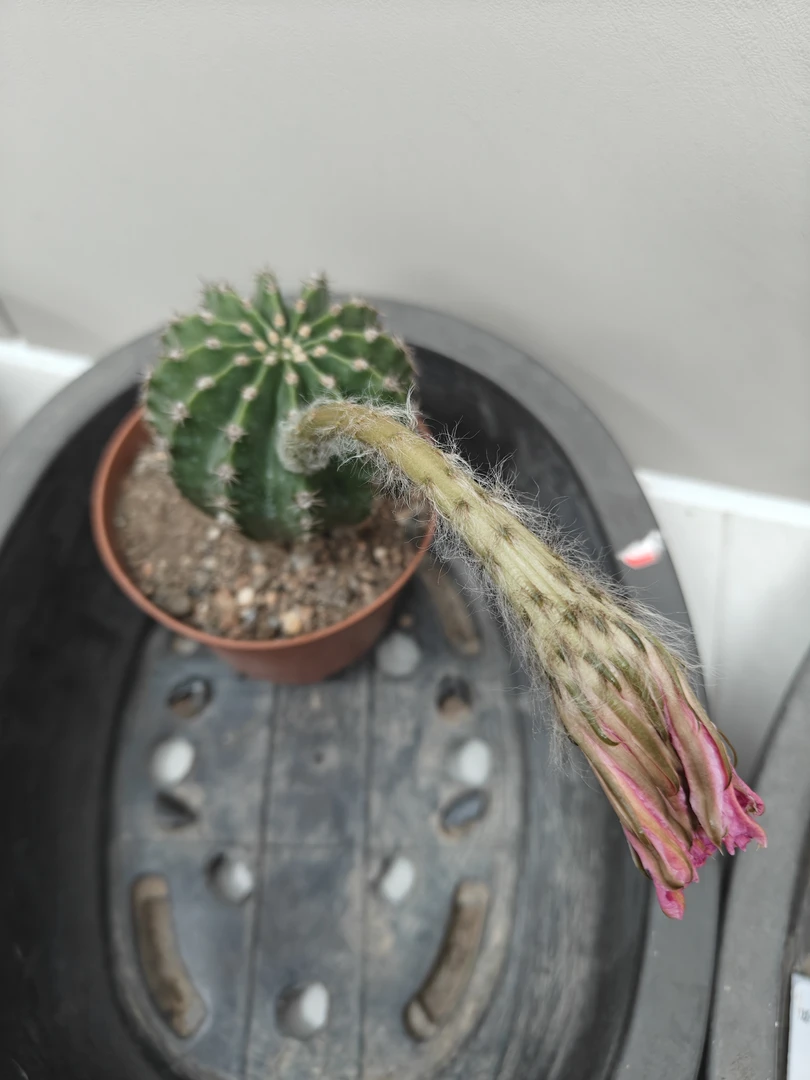 仙人球（加保温）发货专拍链接