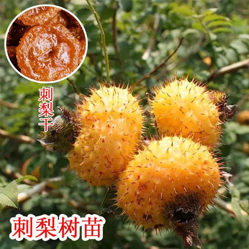 刺梨水果树果苗贵州金刺梨苗果树种植苗南北方盆栽地载庭院树苗