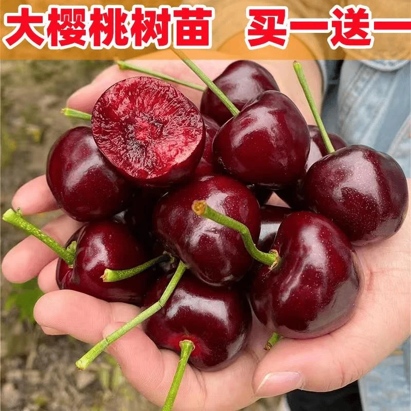 车厘子树苗樱桃树苗南方北方种植盆栽庭院果树矮化樱桃树大樱桃苗