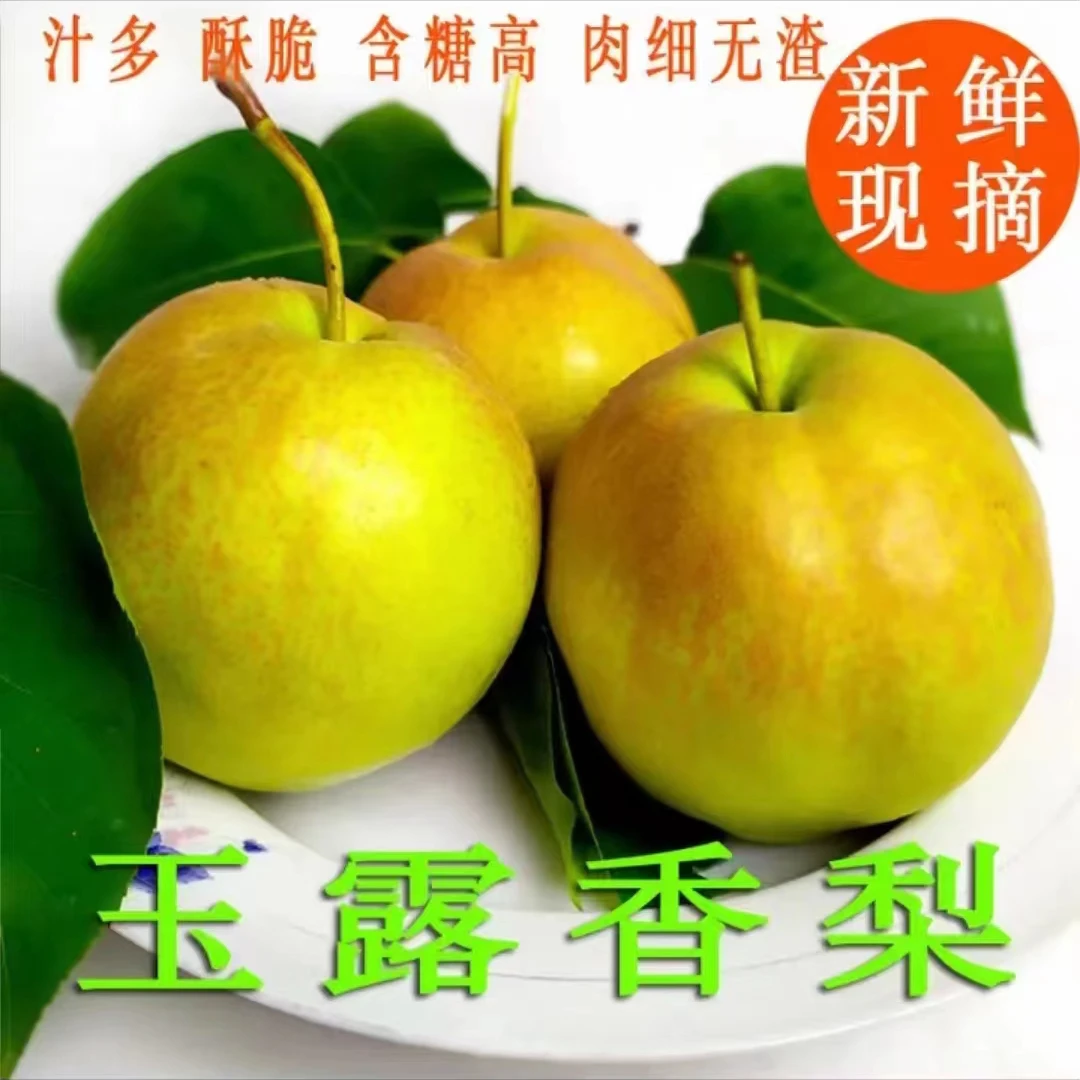 山西正宗隰县玉露香梨