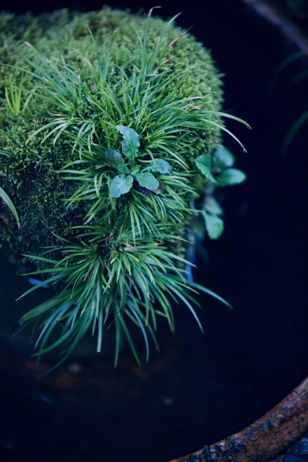 园艺菖蒲草室内花卉