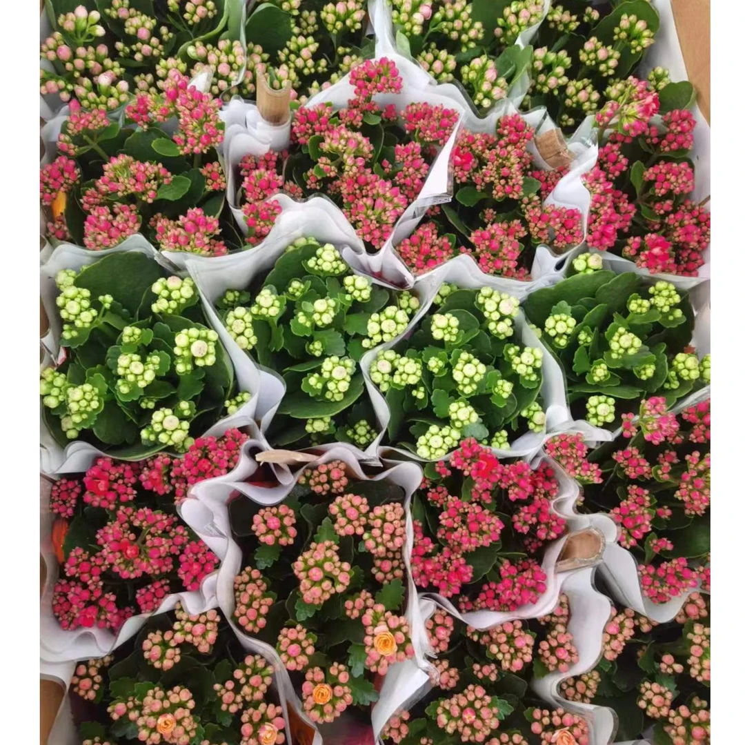 长寿花盆栽重瓣金狐狸大花带花苞花苗四季室内开花好养的花卉植物