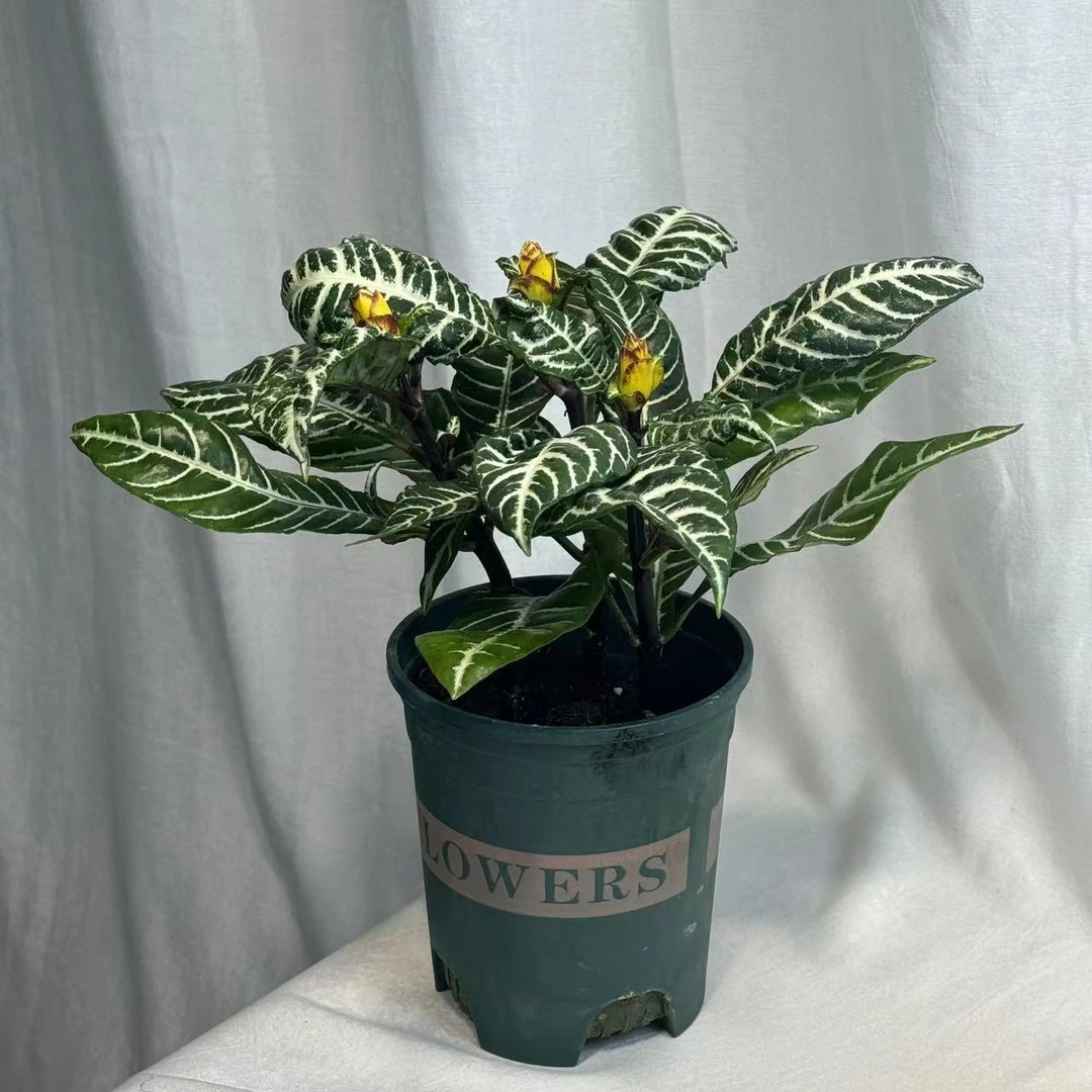斑马花银脉爵床盆栽室内绿植多年生四季常绿吸甲醛花叶万年青花卉