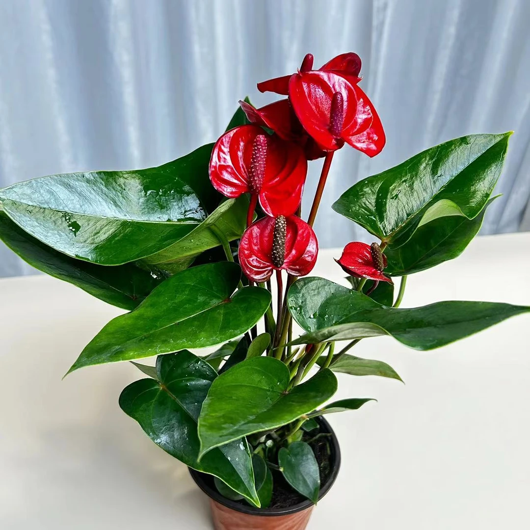 土培水培红掌小娇特色室内盆栽四季开花好养活原盆原土带花苞发货