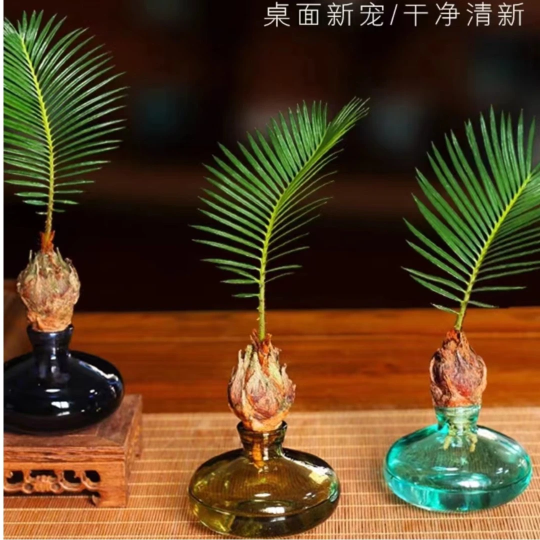 水培植物小铁树盆栽桌面创意绿植茶桌禅意小盆景室内耐阴好养植物