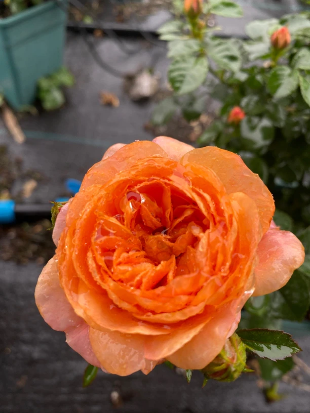 二加仑月季（一物一拍）