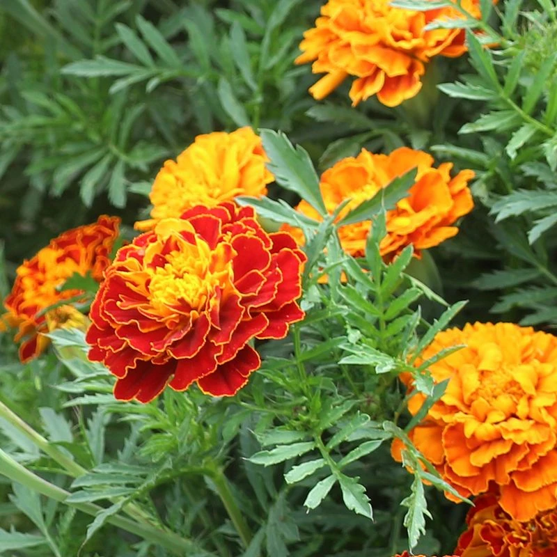 孔雀草花种子混色重瓣草花种子庭院室外景观花卉四季种花种籽子
