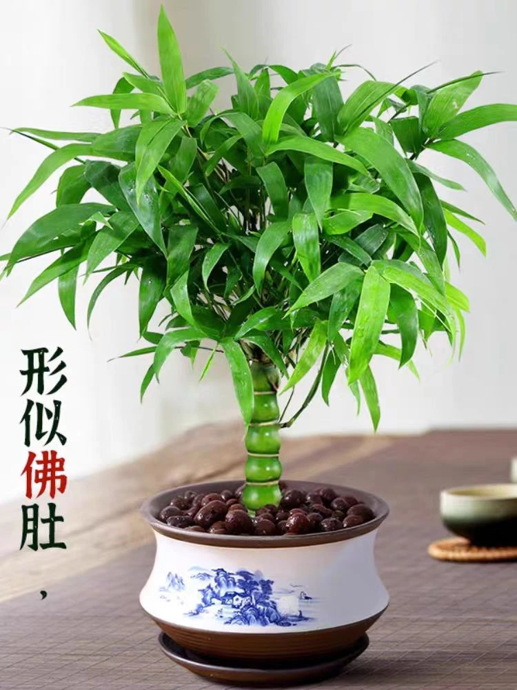 佛肚竹盆栽佛竹罗汉竹小型矮化盆景葫芦竹阳台室内观赏绿植竹子苗