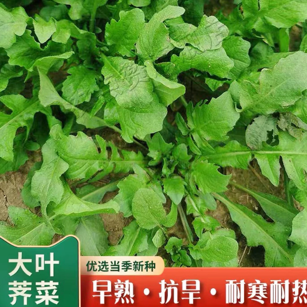 （拍3发4）大叶荠菜种籽高产野菜种子四季盆栽荠菜种子