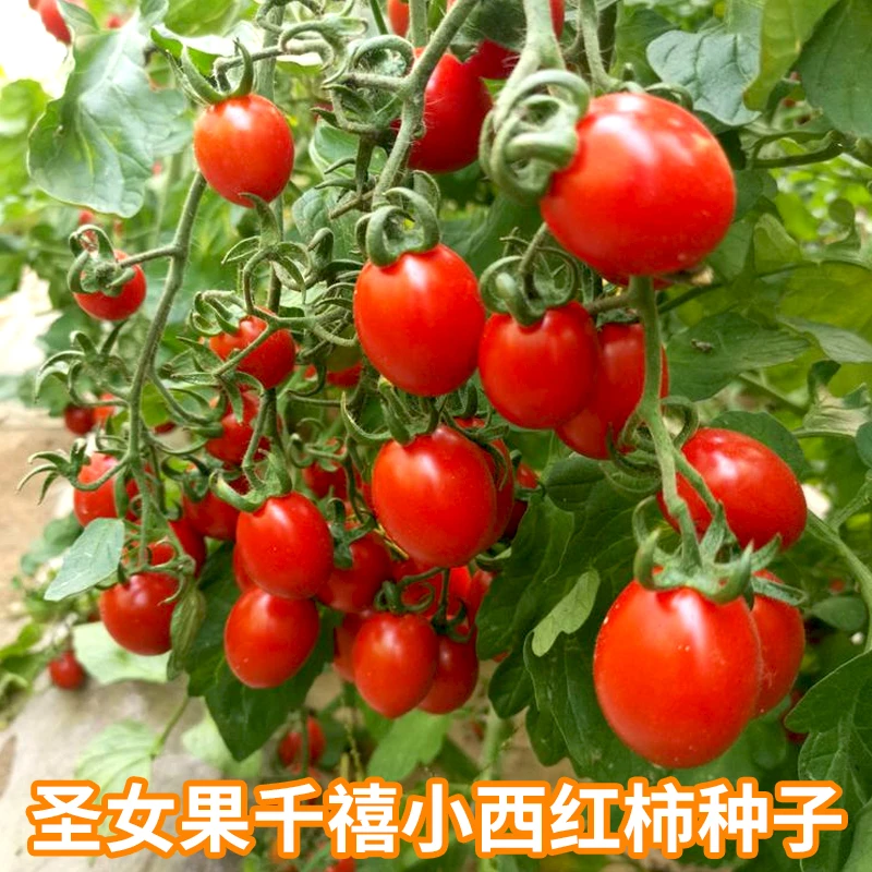 （拍3发4）超甜圣女果种子瀑布小番茄种子千禧樱桃西红柿四季盆栽