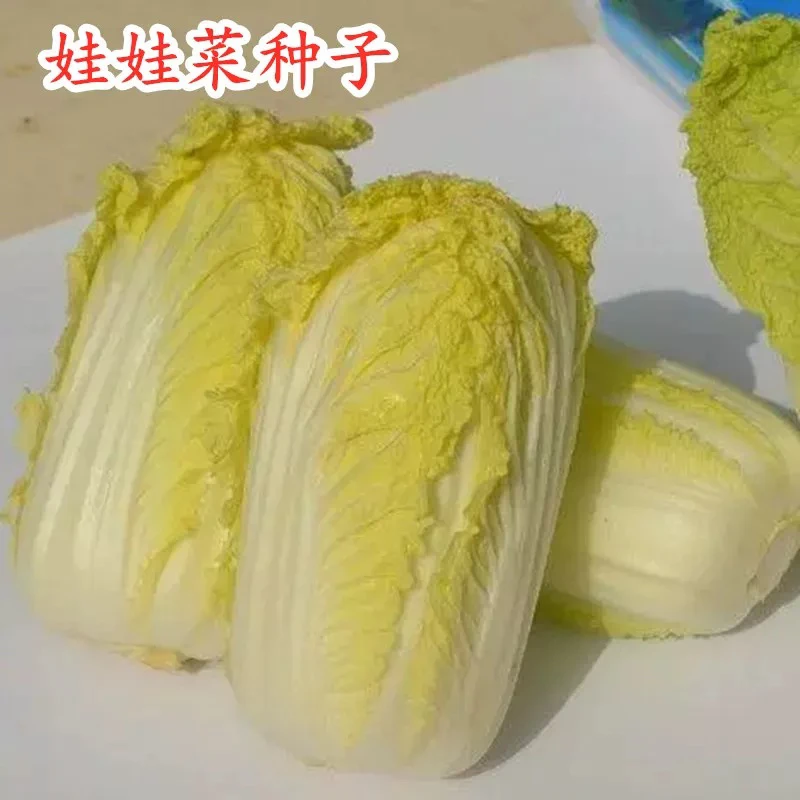 娃娃菜种子黄心娃娃菜种籽小型白菜小白菜四季秋冬播种蔬菜