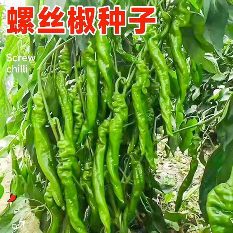 （拍3发4）螺丝椒种子尖椒盆栽种苗辣椒种籽线椒蔬菜种籽四季