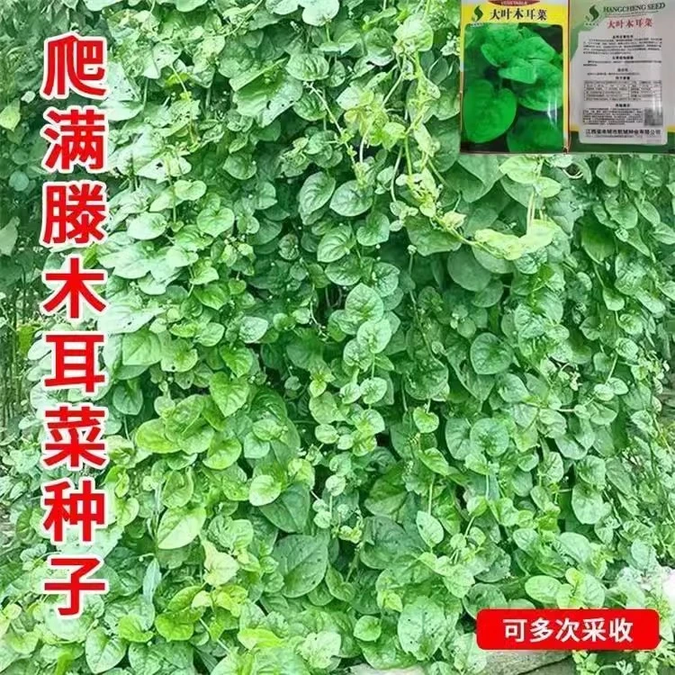 (拍3发4)大叶木耳菜种籽高产肉厚四季蔬菜盆栽豆腐摩尔菜种子