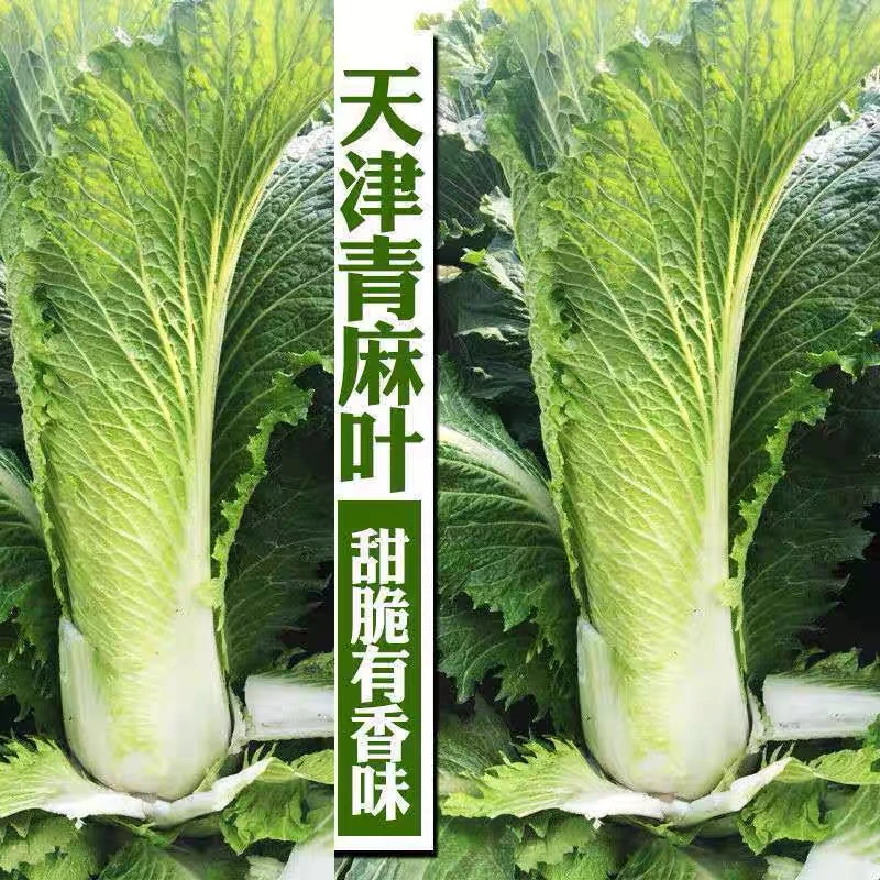 （拍3发4）绿青口大白菜种子青麻叶秋天高产秋季菜籽四季冬季蔬菜孑
