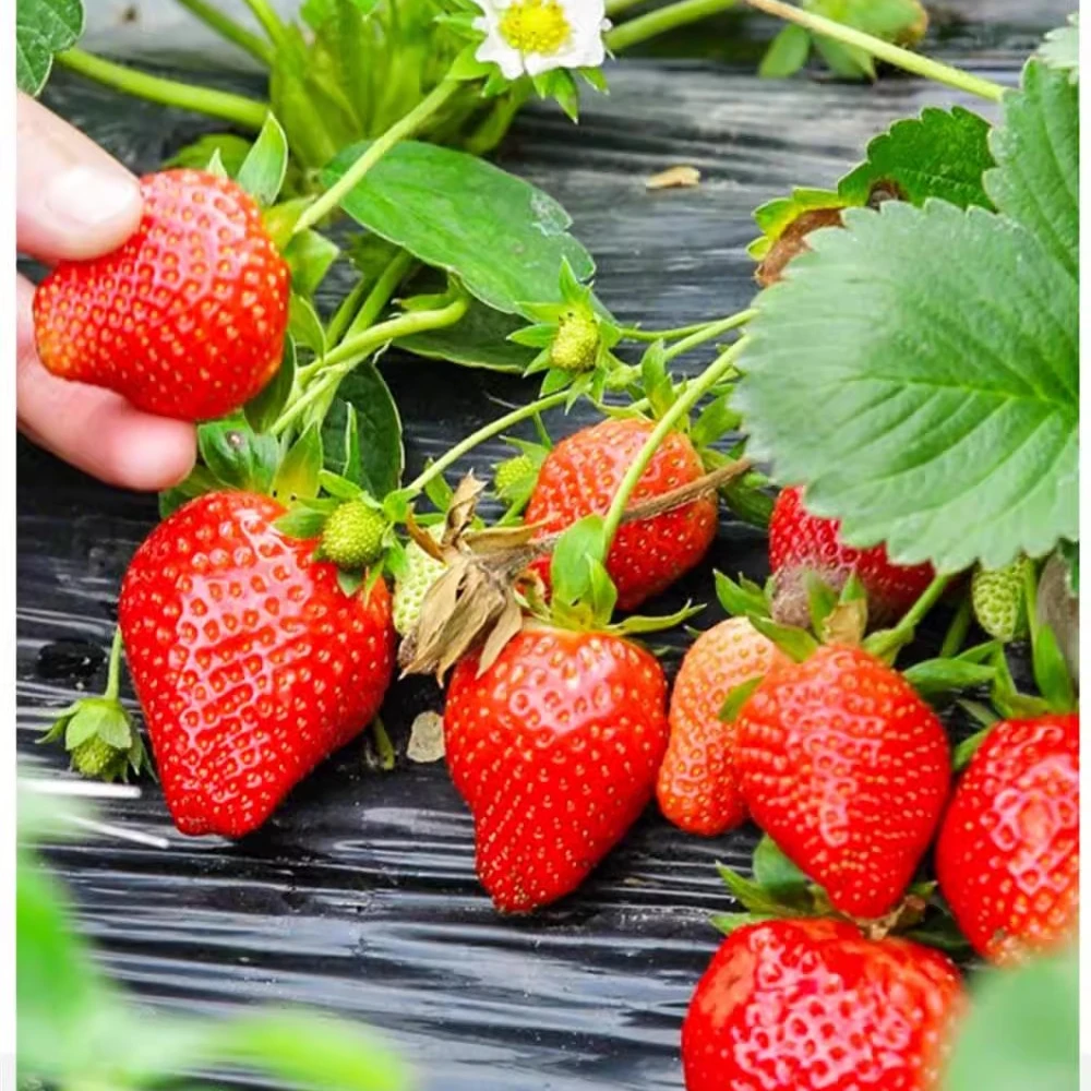 （拍3发4）奶油草莓种子四季阳台盆栽草莓种子水果室内种植