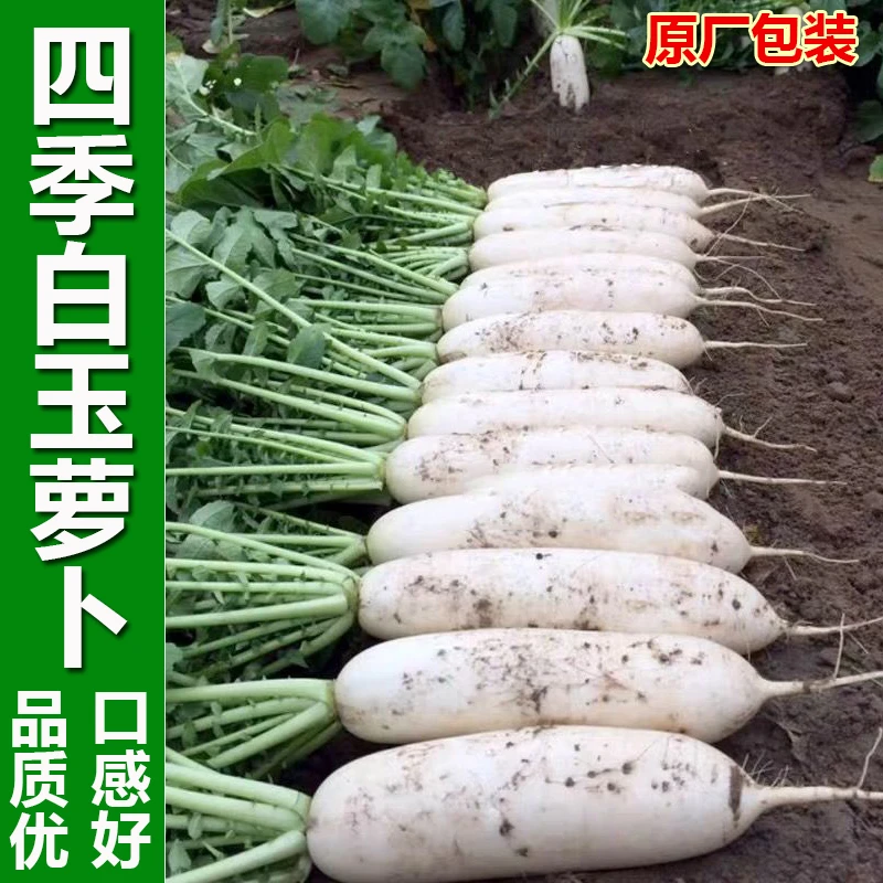 (拍3发4)大白萝卜九斤王种籽春不老萝卜种子晚熟白玉水果蔬菜种子