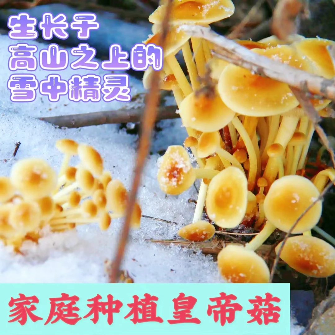 家庭种植皇帝菇蘑菇菌包营养健康美味种植简单产地直发大包出菇多