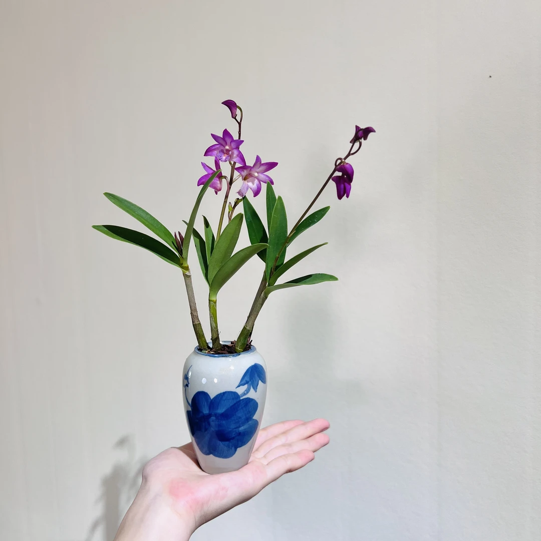 香水石斛室内好养桌面迷你绿植带花苞带盆栽好