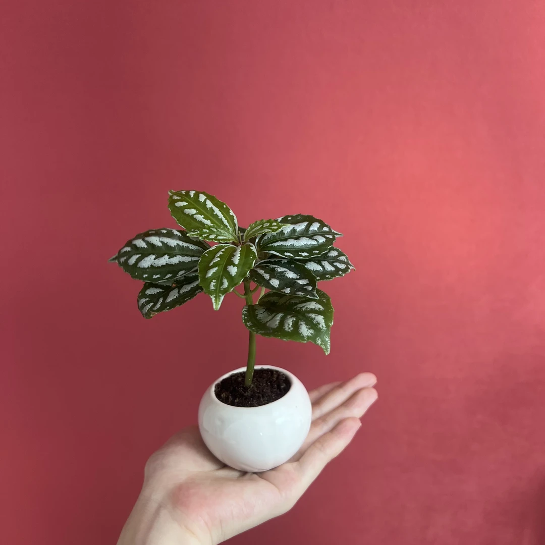 花叶冷起水花加赠鹅蛋盆