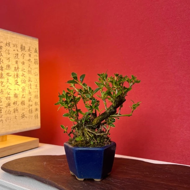 【植蕨】老桩六月雪盆景新手好养