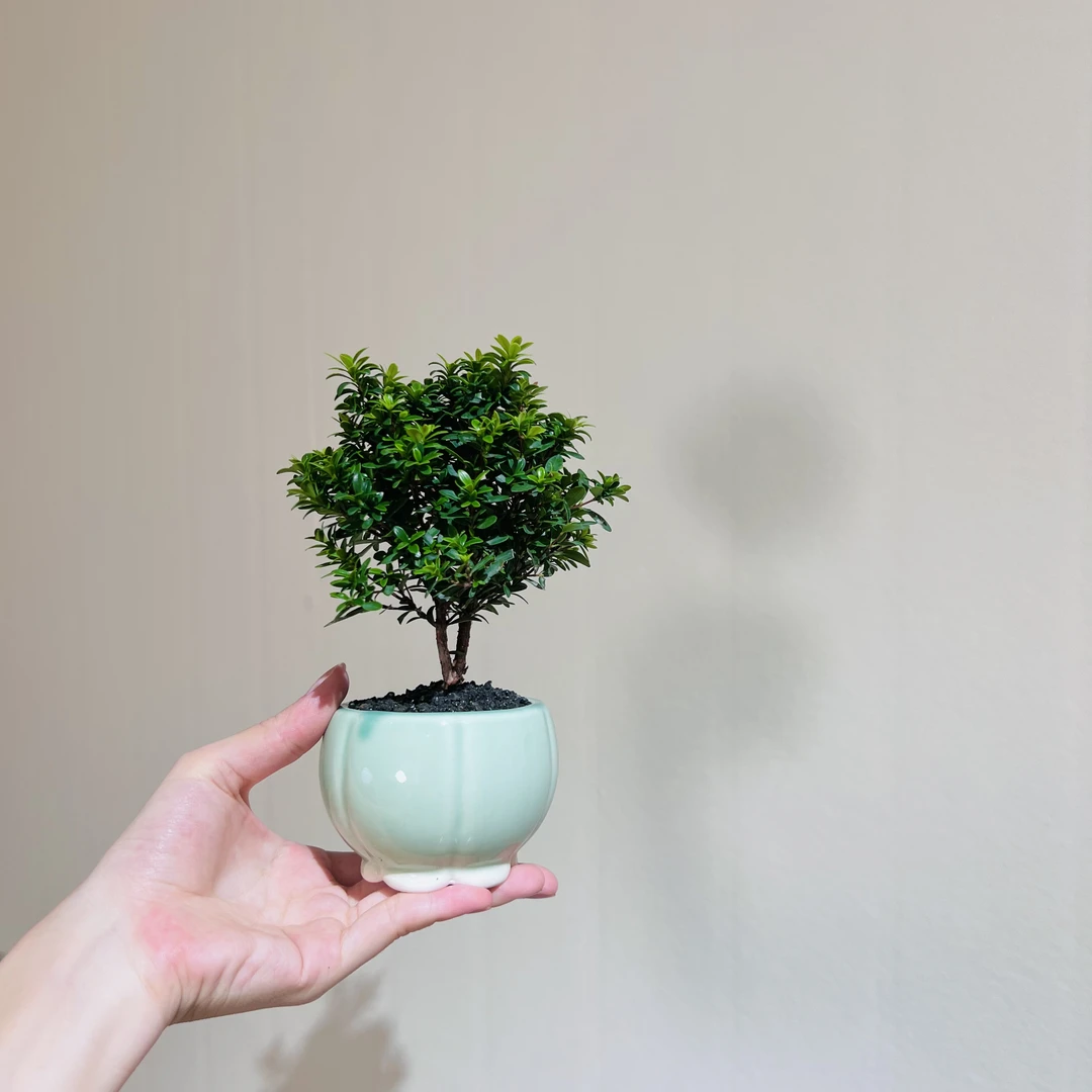 小叶赤楠桌面迷你绿植加赠青瓷盆
