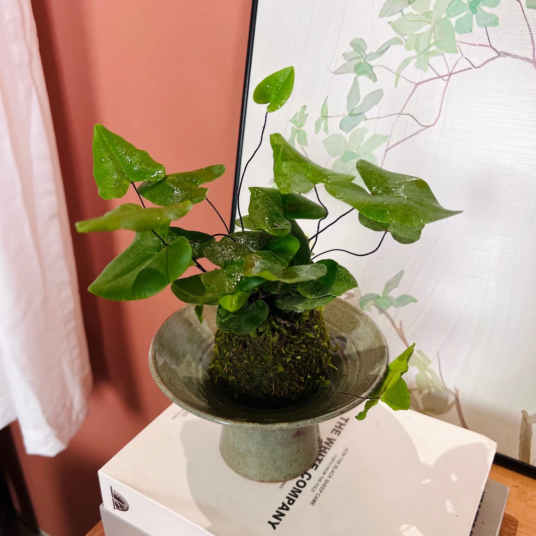 心愿蕨苔藓球微景观加赠花拖
