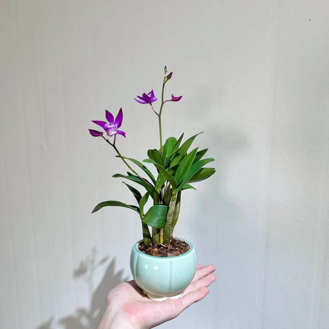 澳洲香水石斛室内好养加赠青瓷盆