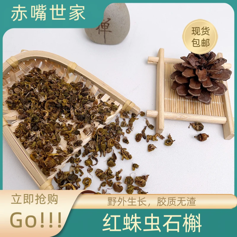 【赤嘴世家】红珠虫石槲干货天然